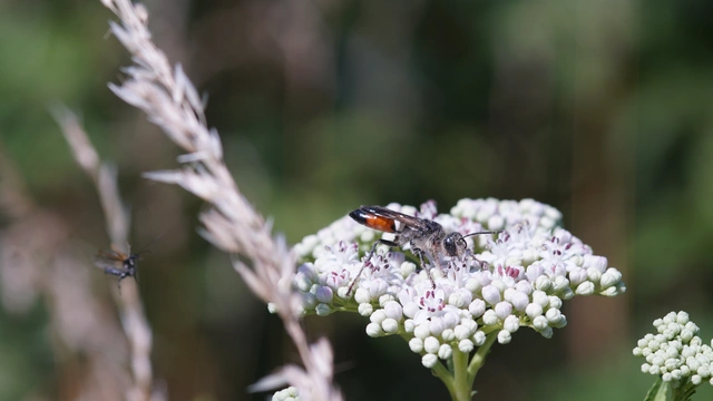 Podalonia hirsuta - szőrös hernyóölődarázs
