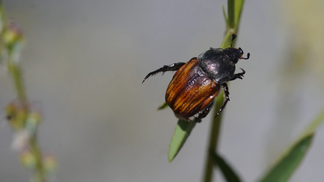 Anisoplia tempestiva - gabonaszipoly