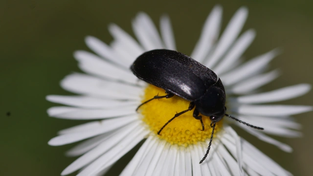 Podonta nigrita - szerecsenbogár