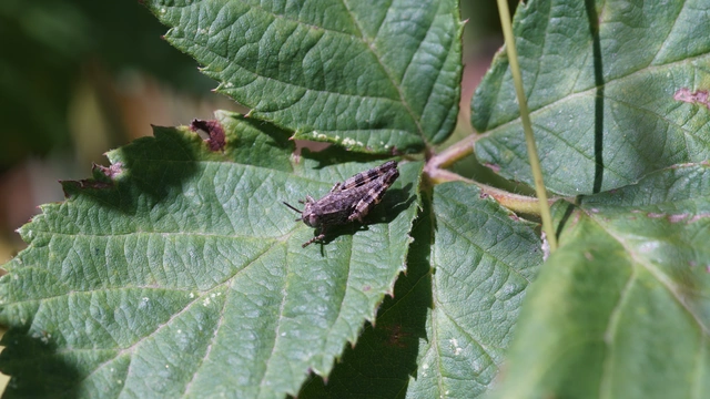 Calliptamus italicus - olaszsáska