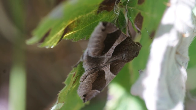 Dysgonia algira - déli porcelánbagoly