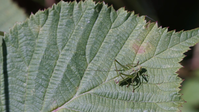 Leptophyes albovittata - közönséges virágszöcske