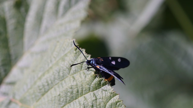 Zygaena ephialtes - változékony csüngőlepke