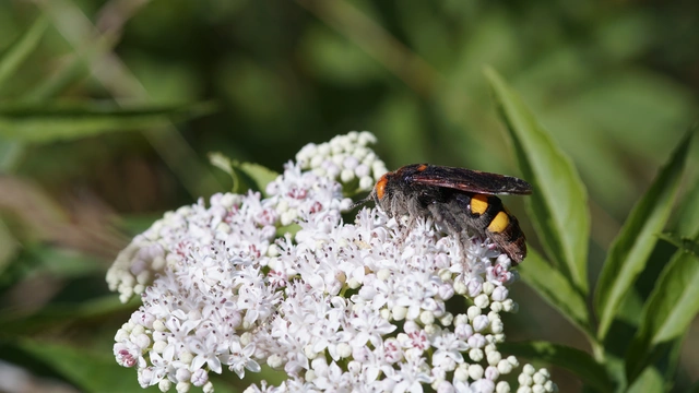 Megascolia maculata - óriás-tőrösdarázs