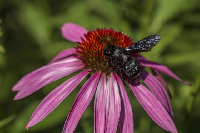Xylocopa violacea - kék fadongó