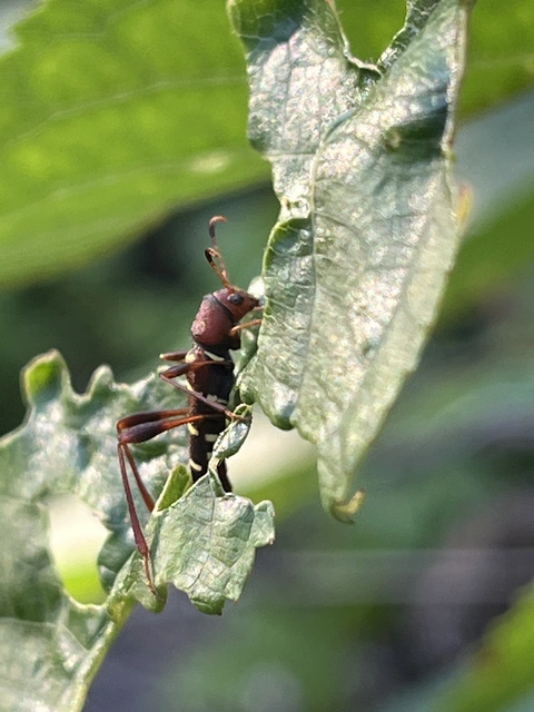 Neoclytus acuminatus - amerikai darázscincér