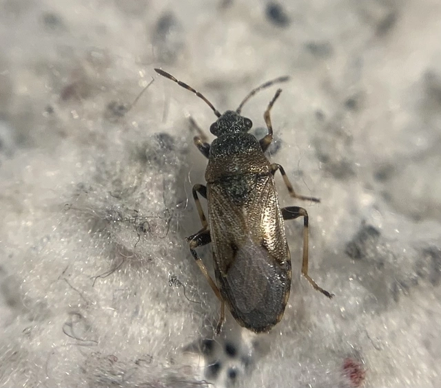 Heterogaster artemisiae