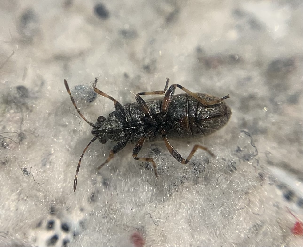 Heterogaster artemisiae