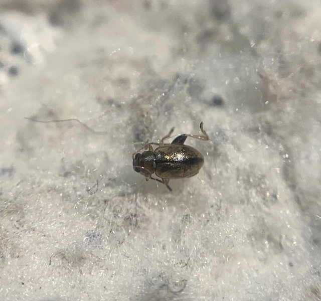 Longitarsus longiseta