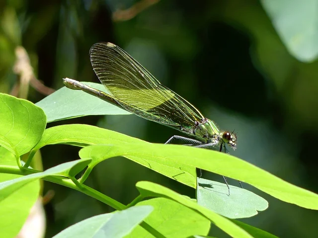 Calopteryx splendens - sávos szitakötő