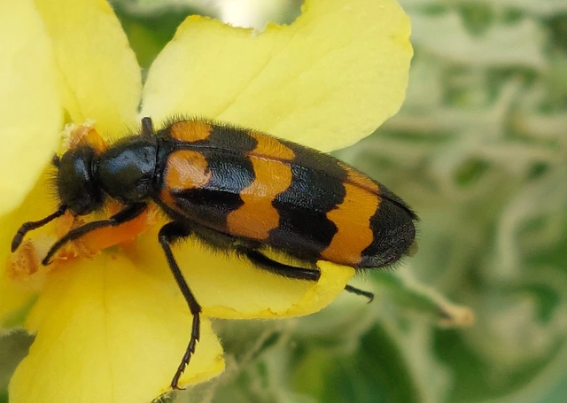 Mylabris variabilis - szalagos hólyaghúzó Mylabris variabilis - szalagos hólyaghúzó