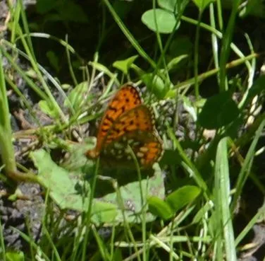 Argynnis aglaja - kerekfoltú gyöngyházlepke Argynnis aglaja - kerekfoltú gyöngyházlepke