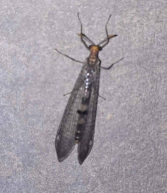 Megistopus flavicornis - kétfoltos hangyaleső