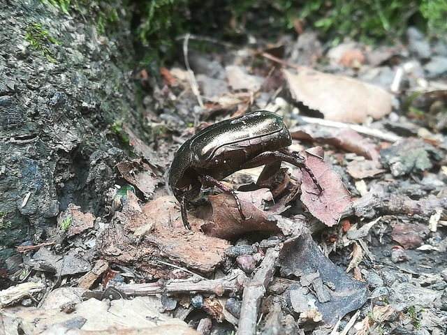 Protaetia marmorata - márványos virágbogár