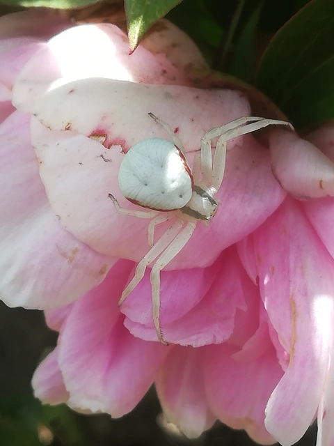 Misumena vatia - viráglakó karolópók