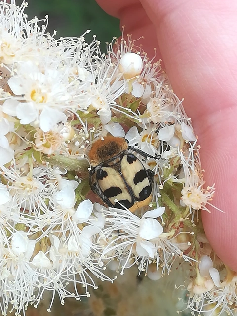 Trichius sexualis - keleti prémesbogár