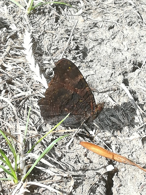 Nymphalis io - nappali pávaszem
