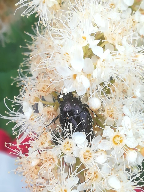 Oxythyrea funesta - sokpettyes virágbogár