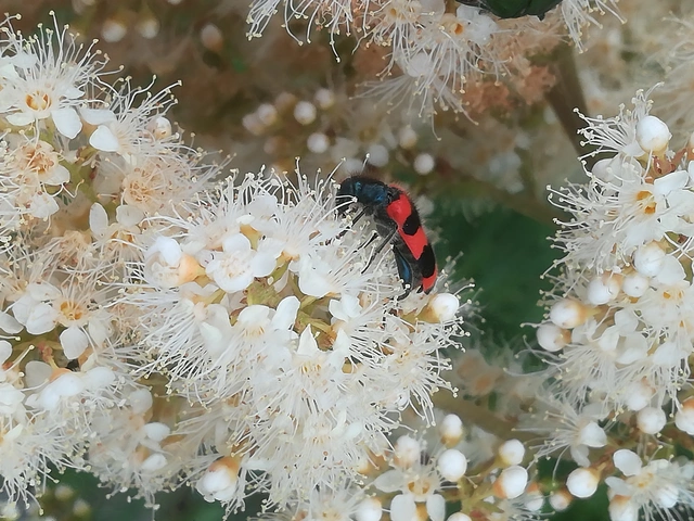 Trichodes apiarius - szalagos méhészbogár