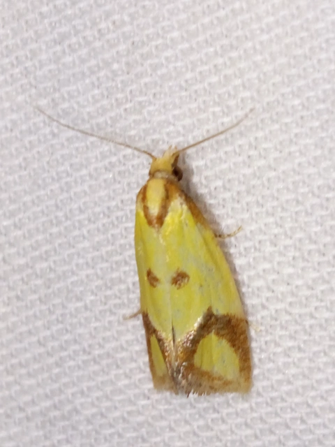 Agapeta zoegana - barnacsíkos sárgamoly