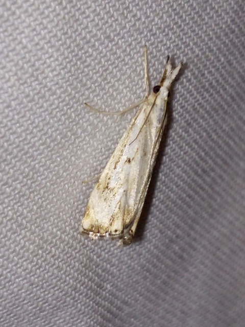Catoptria falsella - hálós fűgyökérmoly