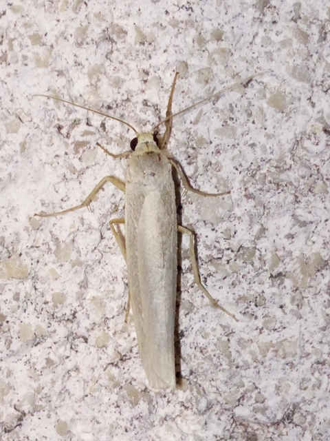 Eilema pseudocomplana - hamis zuzmószövő