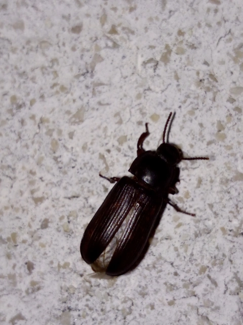 Tenebrio molitor - közönséges lisztbogár