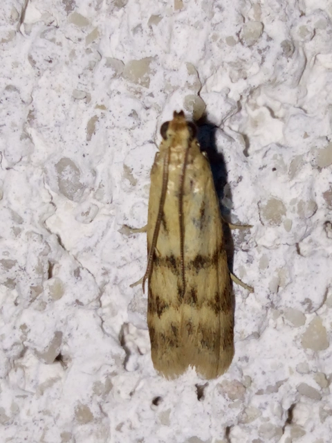 Homoeosoma sinuella - agyagsárga karcsúmoly