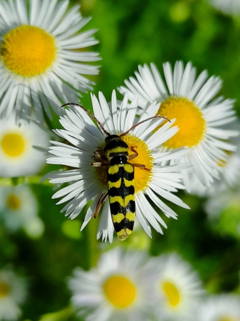 Echinocerus floralis - lucerna-darázscincér