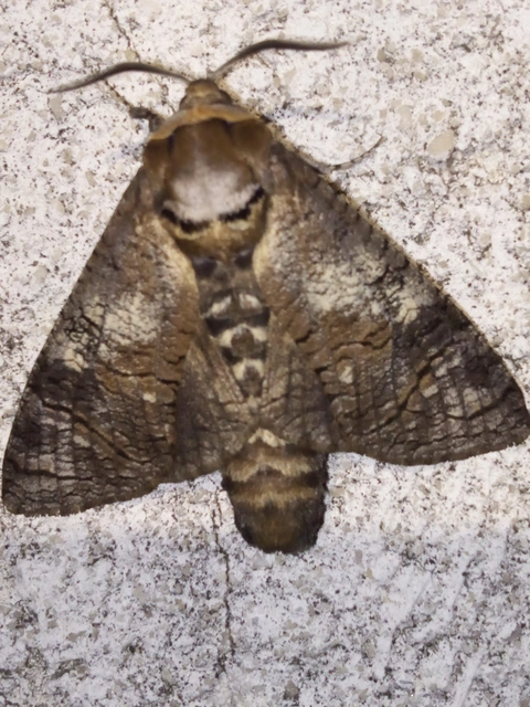 Cossus cossus - fűzfarontólepke