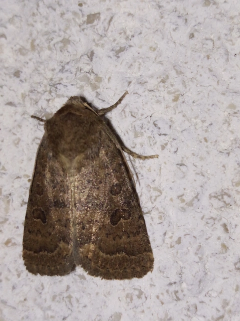 Hoplodrina octogenaria - barna selymesbagoly