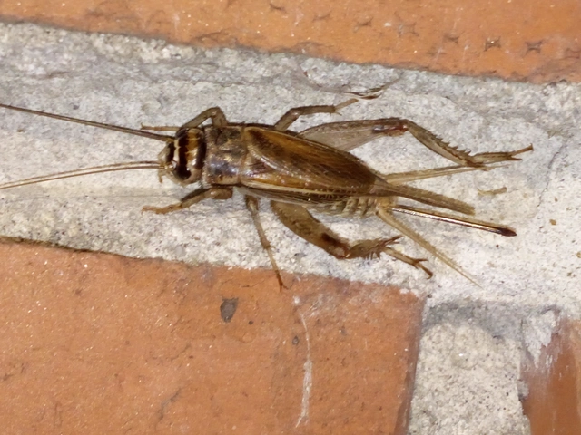 Acheta domesticus - házi tücsök