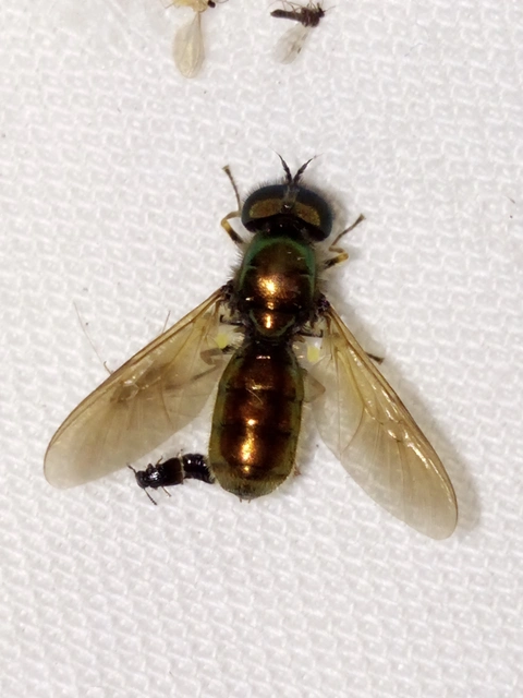 Chloromyia