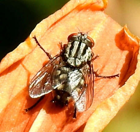 Sarcophagidae - húslégyfélék