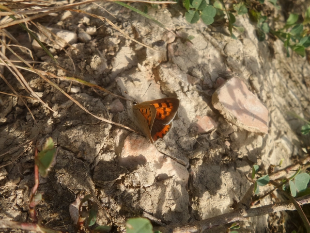 Lycaena phlaeas - közönséges tűzlepke