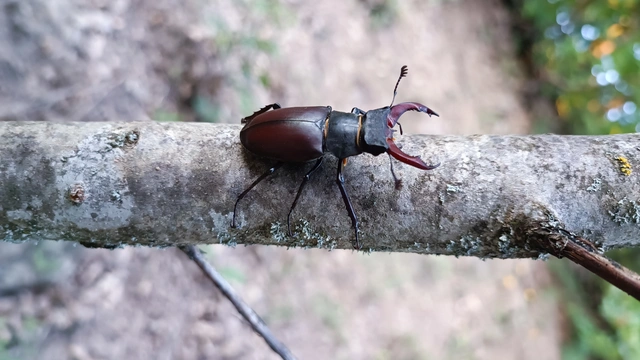 Lucanus cervus - nagy szarvasbogár