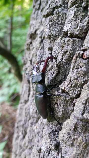 Lucanus cervus - nagy szarvasbogár