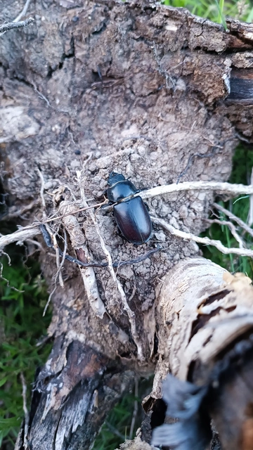Lucanus cervus - nagy szarvasbogár