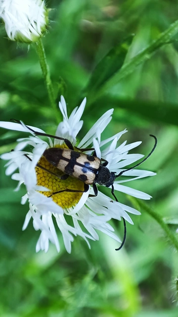 Pachytodes erraticus - rajzos virágcincér