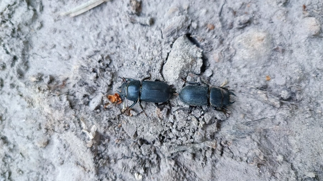 Dorcus parallelipipedus - kis szarvasbogár