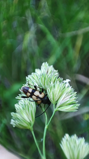 Pachytodes erraticus - rajzos virágcincér