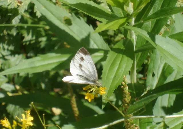 Pieris napi - repcelepke