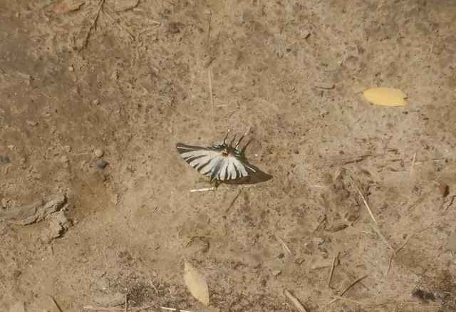 Iphiclides podalirius - kardoslepke