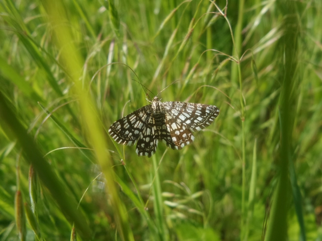 Chiasmia clathrata - rácsos rétiaraszoló