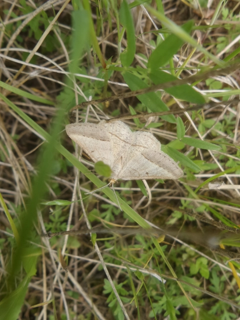 Tephrina arenacearia - lucerna-araszoló
