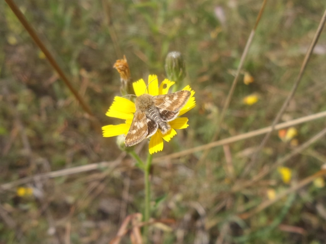 Schinia cardui - keserűgyökér-nappalibagoly