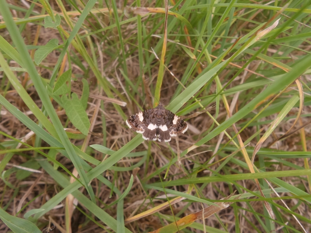 Tyta luctuosa - fekete nappalibagoly