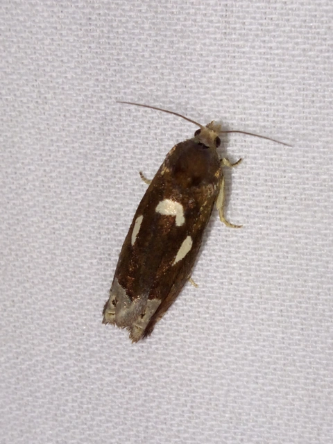 Epiblema foenella - kampósfoltú tükrösmoly