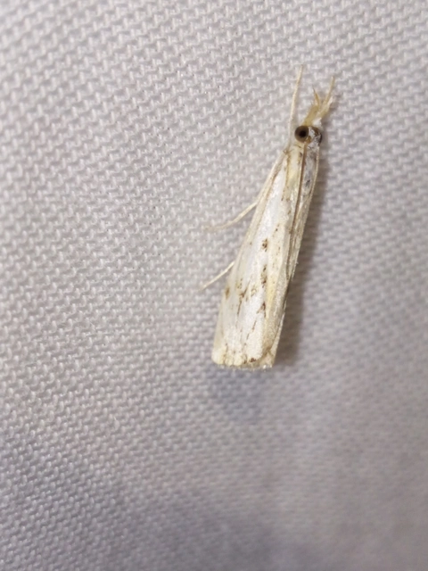 Catoptria falsella - hálós fűgyökérmoly