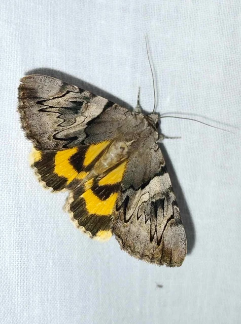 Catocala fulminea - galagonya-övesbagoly